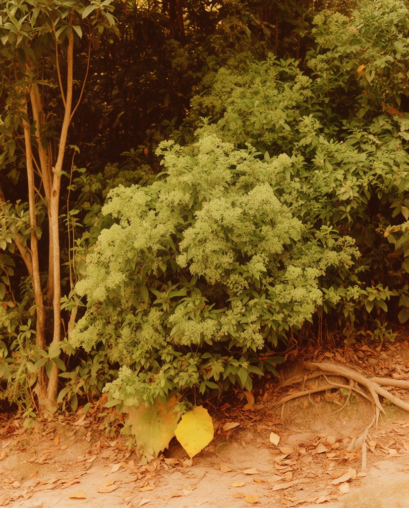 dense forest underbrush, central bush laden with delicate pale green flower clusters, thin tree trunks on the left, dark foliage in deep shadow, dusty earth scattered with dry brown fallen leaves and exposed surface roots, single large yellow-tinged broadleaf near the base, warm earthy color palette, vintage film photography aesthetic, golden sepia tint, soft natural lighting, lush yet arid environment, rich botanical complexity