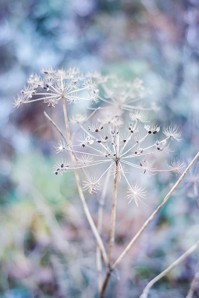 Delicate dried umbel flower heads form intricate pale tan starbursts in a close-up macro photograph. Thin, brittle stalks branch outward into fragile skeletal umbrella structures tipped with tiny dark seed pods. The silvery botanicals stand in sharp focus against a heavily blurred background rich with smooth circular bokeh. The soft backdrop blends icy blues, muted lilacs, pale greens, and faded earth tones. Shot with an extremely shallow depth of field and soft diffused lighting, the composition emphasizes the intricate, frosty textures and fragile geometry of the withered plants.