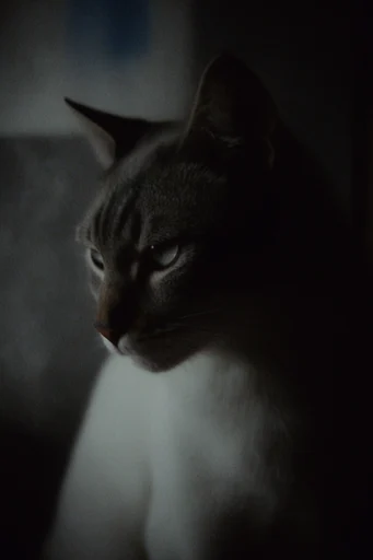 Cinematic Noir Grain style reference image — spectral portrait