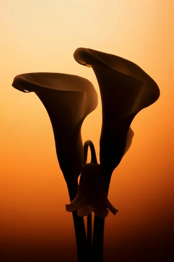 Amber Chiaroscuro Minimalism style reference image — cinematic rim lighting