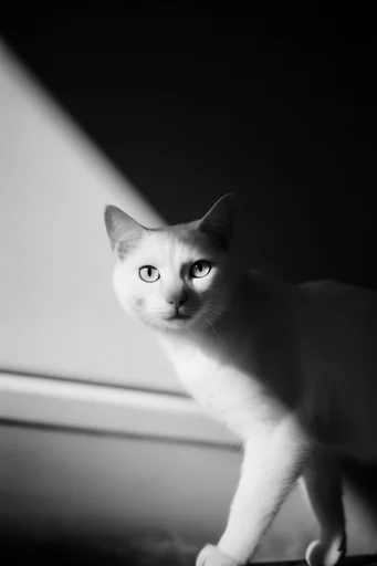 Cinematic Chiaroscuro Noir style reference image — high-contrast monochrome