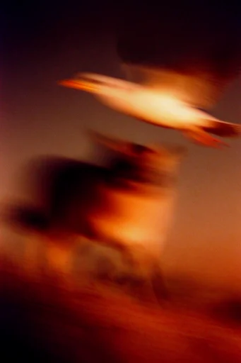Ethereal Kinetic Nocturne style reference image — fiery crimson and amber