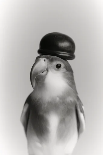 Timeless Monochrome Minimalism style reference image — minimalist studio portrait