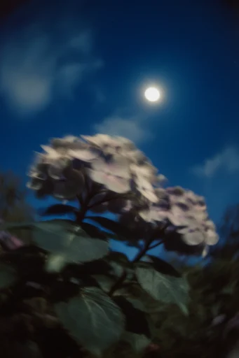 Ethereal Nocturnal Blue style reference image — deep indigo gradients