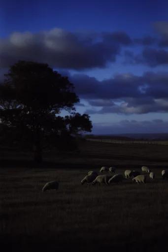 Cinematic Twilight Melancholy style reference image — analog film grain