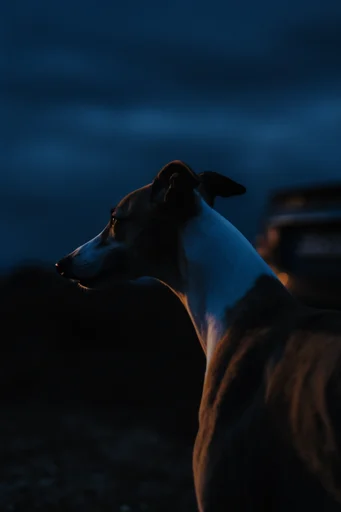 Cinematic Nocturnal Solitude style reference image — warm amber glow