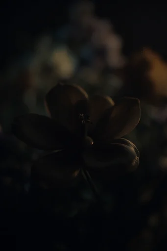 Cinematic Chiaroscuro Portraiture style reference image — muted earth tones