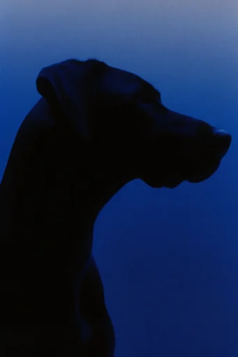 Nocturnal Liquid Silhouette style reference image — monochromatic cobalt and teal