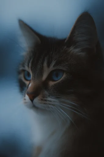 Cinematic Nordic Introspection style reference image — overcast natural lighting