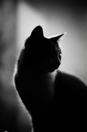Cinematic Monochrome Minimalism style reference image — shrouded figure
