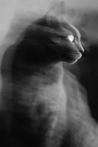 Ethereal Motion Noir style reference image — sharp focus subject