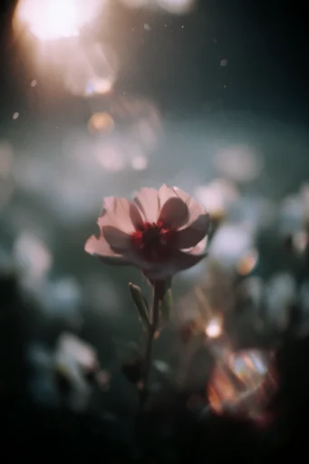 Luminous Ethereal Haze style reference image — bioluminescent glow