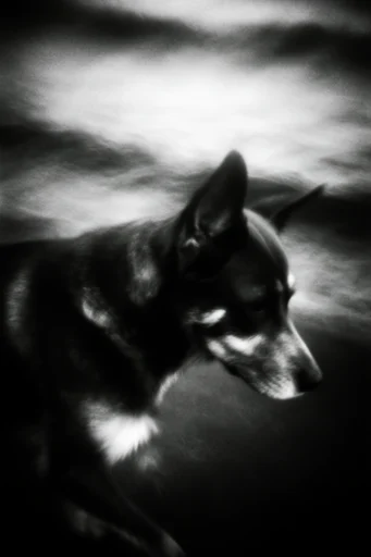 Monochrome Ethereal Tempest style reference image — liminal nature photography