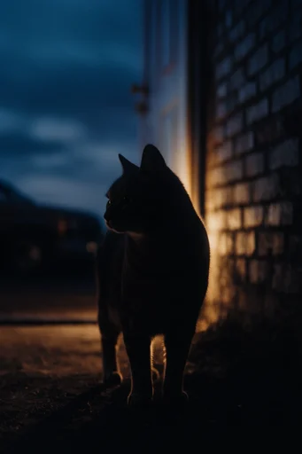 Cinematic Nocturnal Solitude style reference image — moody atmospheric lighting