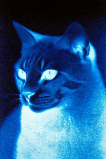 Luminous Cobalt Nocturne style reference image — surreal dreamcore