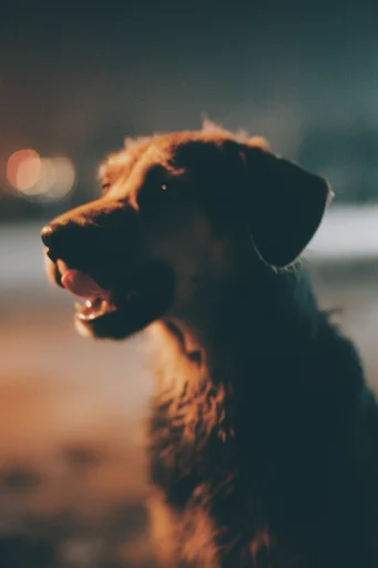 Cinematic Nocturnal Melancholy style reference image — shallow depth of field