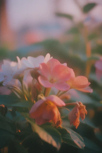 Nostalgic Sun-Drenched Analog style reference image — muted pastel palette