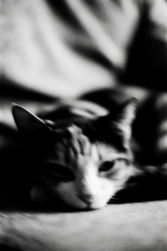 Monochrome Ethereal Blur style reference image — psychological noir