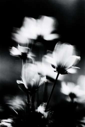 Spectral Monochrome Noir style reference image — haunting silhouettes
