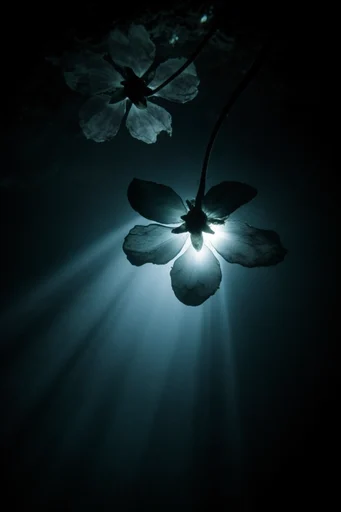 Monochromatic Abyssal Chiaroscuro style reference image — high contrast