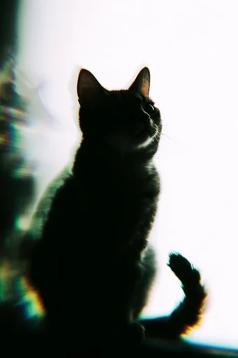 Spectral Kinetic Noir style reference image — avant-garde fashion photography