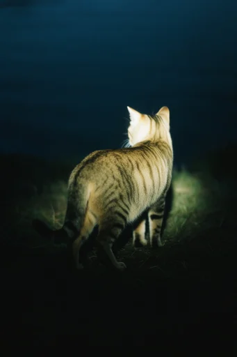 Cinematic Nocturnal Melancholia style reference image — introspective composition