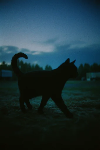Nocturnal Liminal Noir style reference image — blue hour lighting