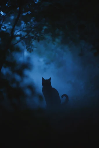 Ethereal Nocturnal Silhouette style reference image — dreamy bokeh textures