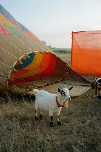 Surreal Pastoral Pop style AI image example 3
