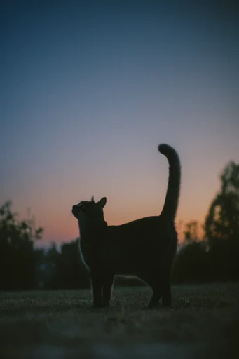 Nostalgic Twilight Solitude style reference image — minimalist composition