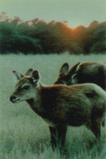 Nocturnal Lo-Fi Pictorialism style AI image example 3