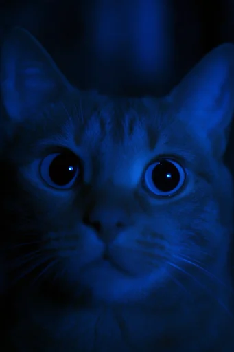 Bioluminescent Cyber Noir style reference image — uncanny atmospheric mystery