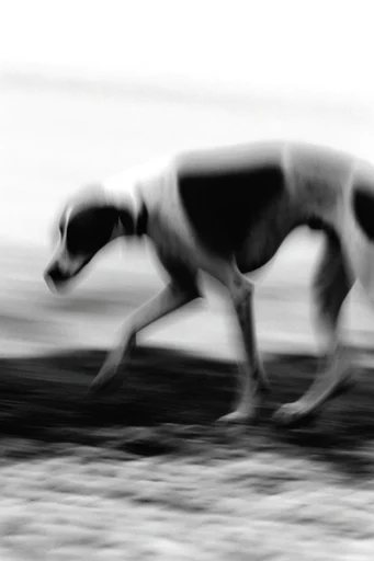 Kinetic Monochrome Noir style reference image — shutter drag effect