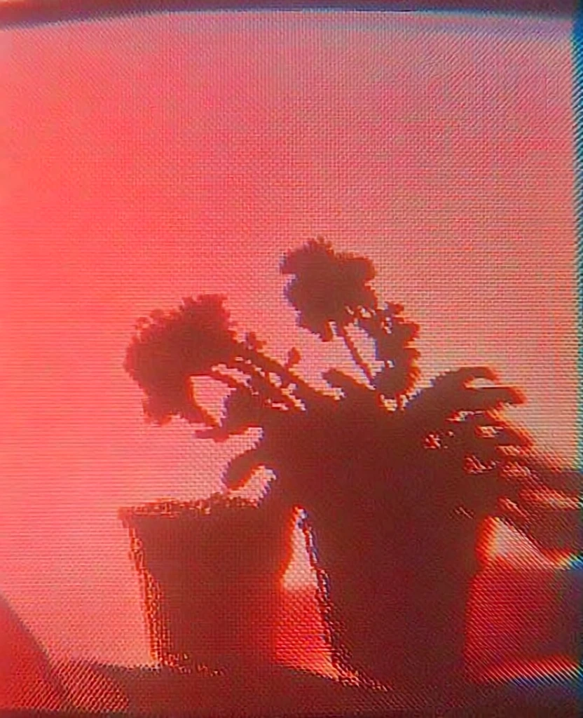 two potted flowering plants in sharp silhouette, delicate floral stems and terracotta pots centered, monochromatic palette of coral pink and deep crimson, lo-fi crt monitor aesthetic with visible rgb subpixel phosphorus grid, heavy chromatic aberration and color fringing at high-contrast edges, distinct horizontal scanlines, moiré pattern interference, low-resolution digital grain, nostalgic analog glitch texture, backlit glow, luminous warm atmospheric haze.