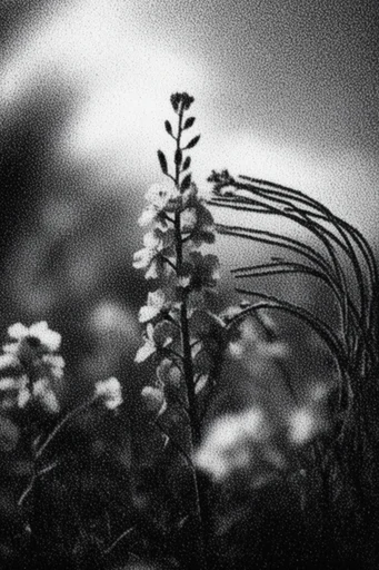 Ethereal Grain Noir style reference image — lo-fi analog aesthetic