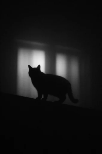 Ethereal Monochrome Noir style reference image — negative film effect
