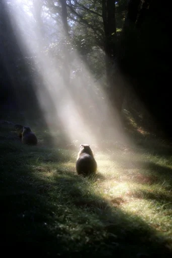 Cinematic Forest Chiaroscuro style AI image example 3