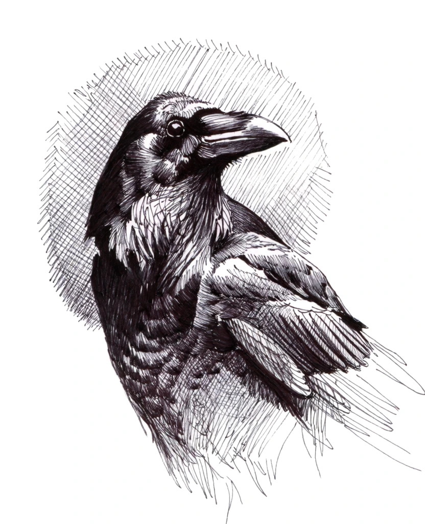 A detailed pen and ink sketch captures the profile of a crow or raven against a plain white background. The bird is rendered with intricate black ink lines, its head turned towards the right to reveal a sharp, robust beak and a single dark eye featuring a small white highlight. Dense, overlapping cross-hatched strokes create deep shadows and texture on the neck and chest, while finer, more delicate lines define the layered feathers along the back and wing. A jagged, circular halo of loose diagonal cross-hatching surrounds the bird's head and upper body, anchoring the subject within the empty space. The lower portion of the bird's form transitions into lighter, gestural lines that fade into the white of the paper. This monochromatic illustration employs high contrast and varied line weights to create a sense of volume and realistic texture.