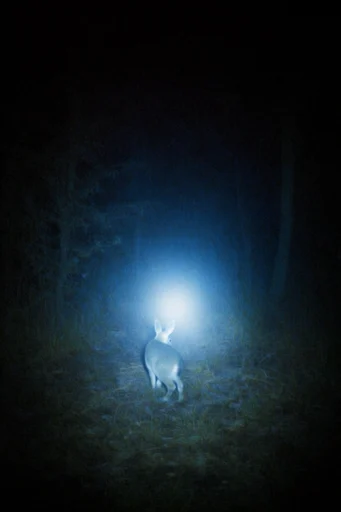Spectral Nocturnal Luminescence style reference image — liminal space