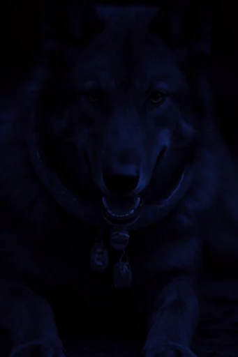 Nocturnal Bioluminescent Noir style reference image — bioluminescent glowing eyes
