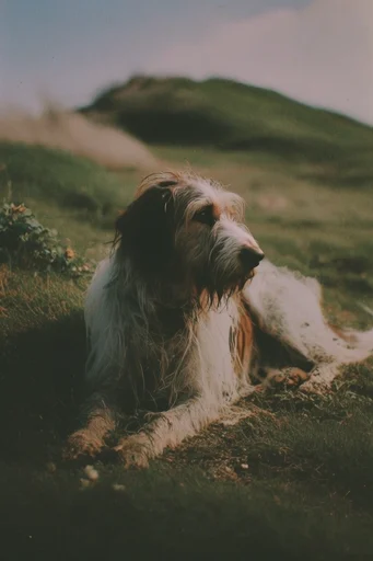 Analog Nostalgic Cinematic style reference image — dreamlike atmosphere
