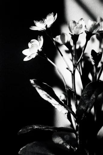 Cinematic Chiaroscuro Noir style reference image — dramatic shadows