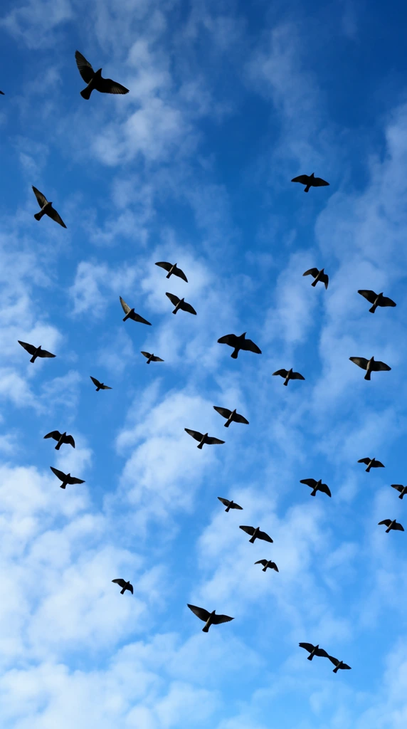 A flock of birds is captured mid-flight against a vibrant blue sky dotted with scattered, wispy white clouds. The birds, appearing as dark silhouettes with outstretched wings, are dispersed across the frame, creating a sense of dynamic movement. The perspective is looking upwards from below, emphasizing the vastness of the sky. The lighting highlights the contrast between the dark forms of the birds and the bright, textured background of the sky and clouds, evoking a feeling of freedom and motion.