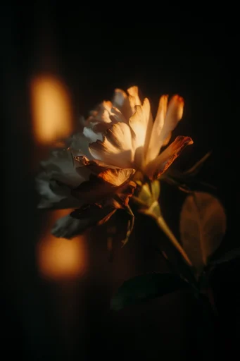 Cinematic Chiaroscuro Noir style reference image — intimate close-up