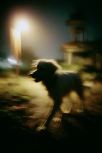 Nocturnal Motion Haze style reference image — warm golden glow