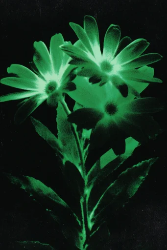 High-Contrast Neon Noir style reference image — psychedelic infrared glow