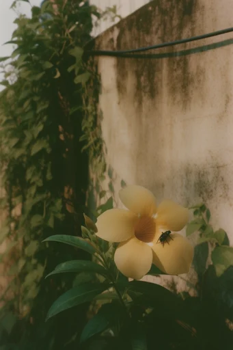 Cinematic Nostalgic Realism style reference image — nostalgic atmosphere