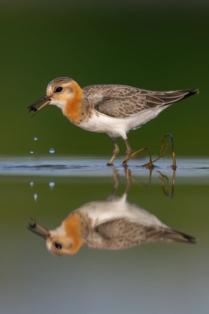 A small shorebird wades in calm shallow water, holding a tiny dark prey item in its slender open beak as three spherical water droplets freeze in mid-air below. The bird features a white underbelly, a rusty orange neck, and mottled grey-brown wings. The still water creates a flawless mirror-like symmetrical reflection of the bird. A few thin, bent brown plant stems emerge near its spindly legs. The background is a completely smooth, softly blurred dark green expanse. Captured with telephoto high-speed wildlife photography, soft natural lighting highlights the crisp plumage textures against the uniform creamy bokeh.