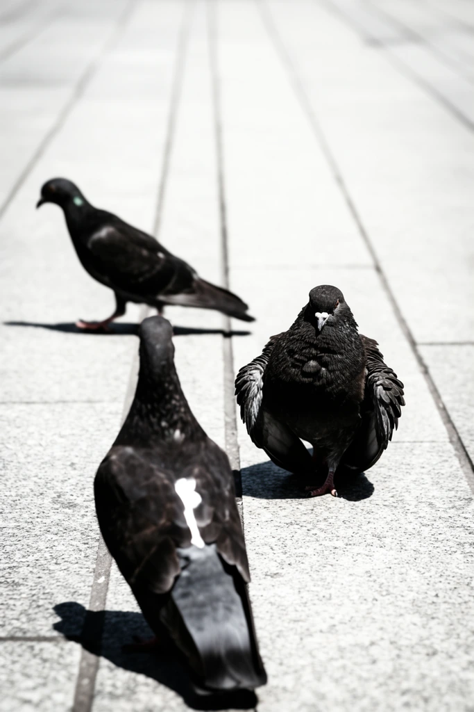 three dark pigeons on a light grey stone pavement, foreground pigeon seen from behind with a white spot on its lower back, second pigeon to the right facing forward with puffed feathers and dropped wings, third pigeon in the blurred background walking left in profile, light pavement with long receding linear seams, bright harsh sunlight, sharp dark cast shadows beneath the birds, low-angle ground perspective, shallow depth of field, high contrast, desaturated tones, urban street photography