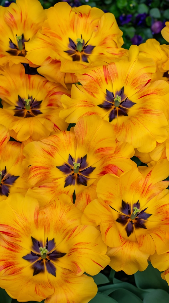 A dense overhead macro photograph of fully bloomed golden yellow tulips filling the frame. The wide-open ruffled petals feature striking red-orange streaks radiating from sharp star-shaped purple-black centers with delicate green pistils. Overlapping floral forms create a rich tapestry of saturated warm tones illuminated by soft natural daylight. The tight composition isolates the vibrant blooms against a gently blurred background of dark green foliage and subtle violet flowers.